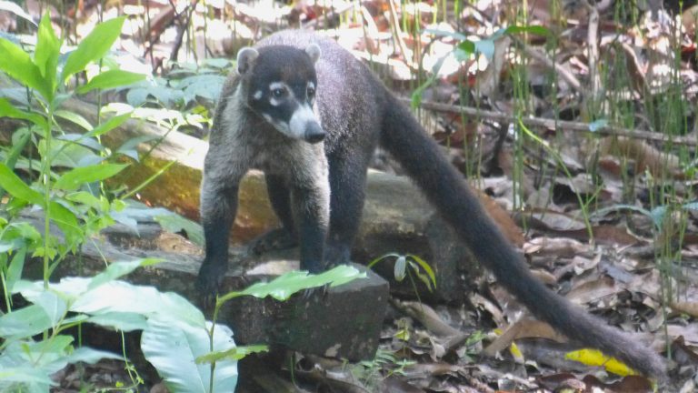 Panamacanal globusfootsteps